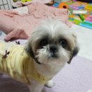 몽몽이# 이미지