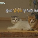 삼시세끼 어촌편 시즌3 킬링파트 이미지