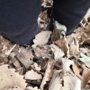 와부농협도곡지점 | 남양주 갑산 산행