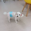 복터진강아지 이미지