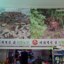 커피먹인닭 농장 이미지