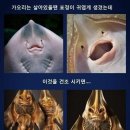 가오리PC 이미지