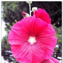 송현여자중학교 이미지