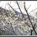 유명풍천장어 이미지