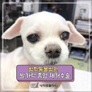 방학동물외과센터 이미지