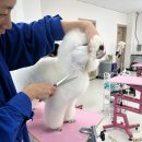 클로버 애견미용 이미지