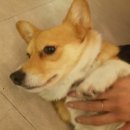 점례와방실이