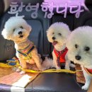 휴앤독 | 강아지유산균,프로바이오틱스 - 휴앤독 ‘너하나 나하나 프로바이오틱스’ 구매후기 🎉