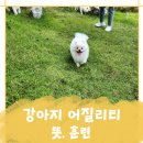 도그,위브 | 강아지어질리티뜻훈련 해보고 대회도 생각중이에요!
