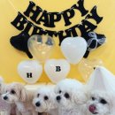 놀러오개 애견유치원 애견호텔 수원세류점 이미지