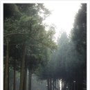 절물자연휴양림 이미지