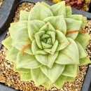 장미수퍼 이미지