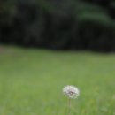 민들레홀씨 이미지