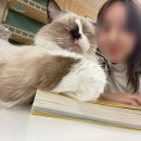 캣카페 집사의하루 분당점 이미지