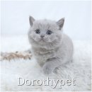 힐링캐터리 | 경북 고양이 캐터리 안전하고 위생적인 환경 1순위