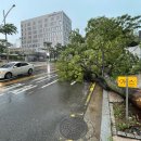 인천지방경찰청 앞 이미지