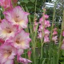 노을과포도향기 이미지