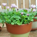 Oxalis Nidulans Pompom 팜팜 사랑초 이미지