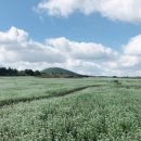 청초농장 이미지