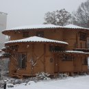 황토버섯 이미지