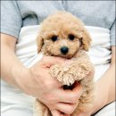 요기독강아지분양고양이분양서울