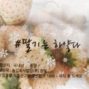 백리향 | 하얀딸기, 백리향 후기 | 더 달고 향긋한 신세계!