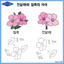 [세시잔치 맛보기] 화전빚기, 매실청 담그기, 씨름 이미지