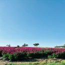 (주) 경덕 | 🌸 의성 조문국 사적지 실시간 작약 만개! 지금 꼭 가야 하는 봄 명소! 의성마늘빵 후기