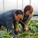 대농농장 이미지