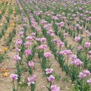 안동포 전시관 이미지