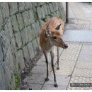 그냥 심심해서 ② 나라공원 사슴 (인간용 먹짤은 없음. 사슴 똥 사진 주의!) 이미지