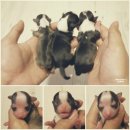 윈터펠 치와와 이미지