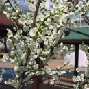 매화2공원 이미지