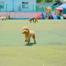 마이펫아카데미 이미지