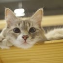 고양이카페38.5 이미지