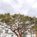 소나무풍경 이미지