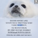 “한국인은 가장 잔인한 포식자”…아기 하프물범의 절규 이미지