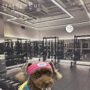 전설의 그루밍 이미지