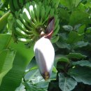 몽키바나나 이미지