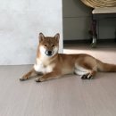 밀목 이미지