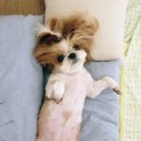 굿모닝토토 이미지