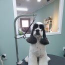 배츄네펫살롱 이미지