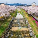 현대아파트 102동외1 놀이시설 | 대전 벚꽃 명소 추천 드라이브 코스 데이트 하기 좋은 숨은 벚꽃길 베스트 10 및 개화시기 맞춰 꼭 가...