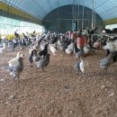 청계농장 이미지