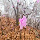 작두산 Daum카페