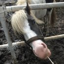 상진목장 이미지