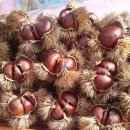 보람 농원 이미지