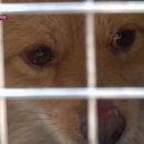 누렁이농장 이미지