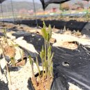 약용식물과 건강약선 이미지