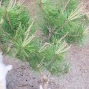 주주 농장 이미지